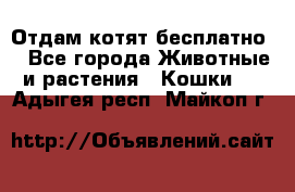 Отдам котят бесплатно  - Все города Животные и растения » Кошки   . Адыгея респ.,Майкоп г.